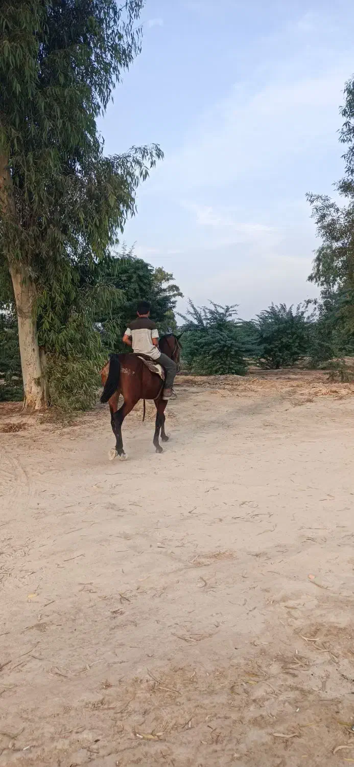 فروش اسب مادیون|اسب و تجهیزات اسب‌سواری|رامهرمز, |دیوار