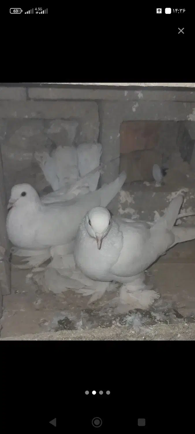 کبوتر پاپر سفید چرخی|پرنده|میاندوآب, |دیوار