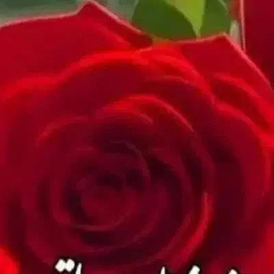 رهن اجار واحد تک خواب بنک بلوار اصلی|اجارهٔ آپارتمان|بندر کنگان, |دیوار