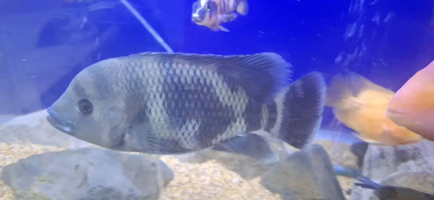 ماهی پاکو و سیچلاید زندانی|ماهی|رشت, خمیران زاهدان|دیوار