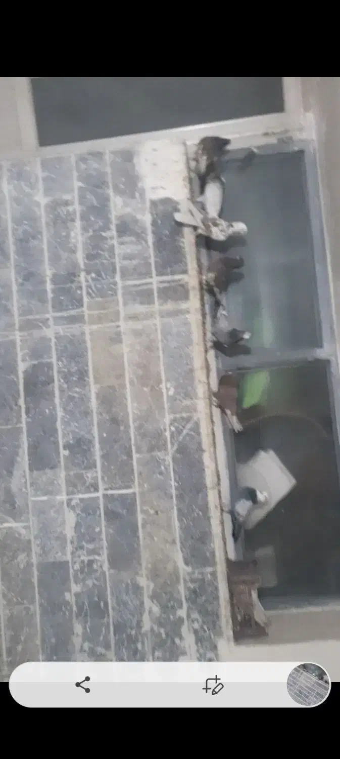 کبوتر|پرنده|نجفآباد, جلال آباد|دیوار