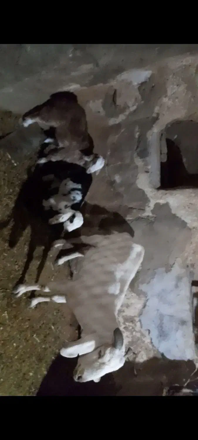 بز دو قلوزا|حیوانات مزرعه|شهرکرد, |دیوار