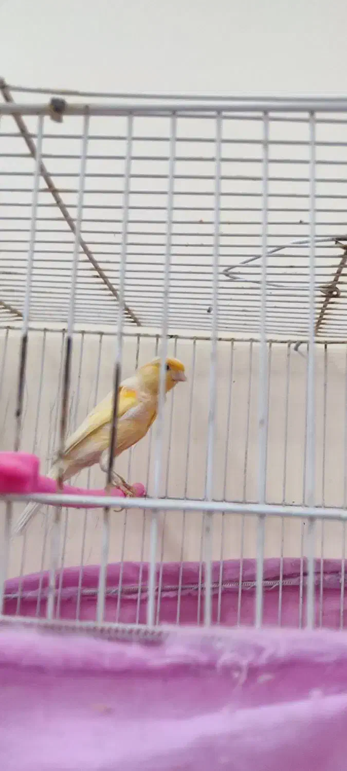 قناری|پرنده|بیرجند, |دیوار