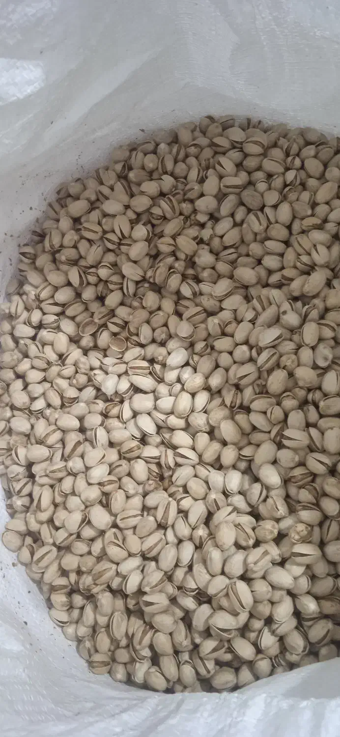 پسته کله قوچی امسال|خوردنی و آشامیدنی|عطاملک, |دیوار