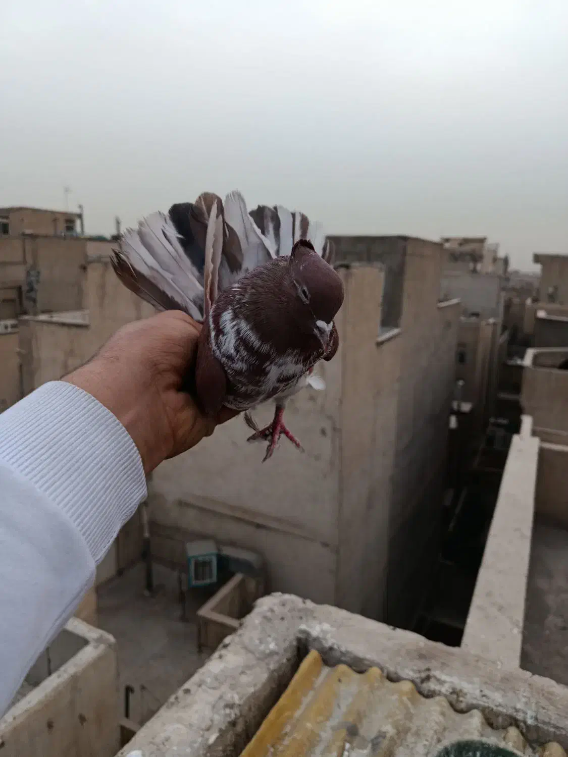 کفتر پرشی|پرنده|تهران, جیحون|دیوار