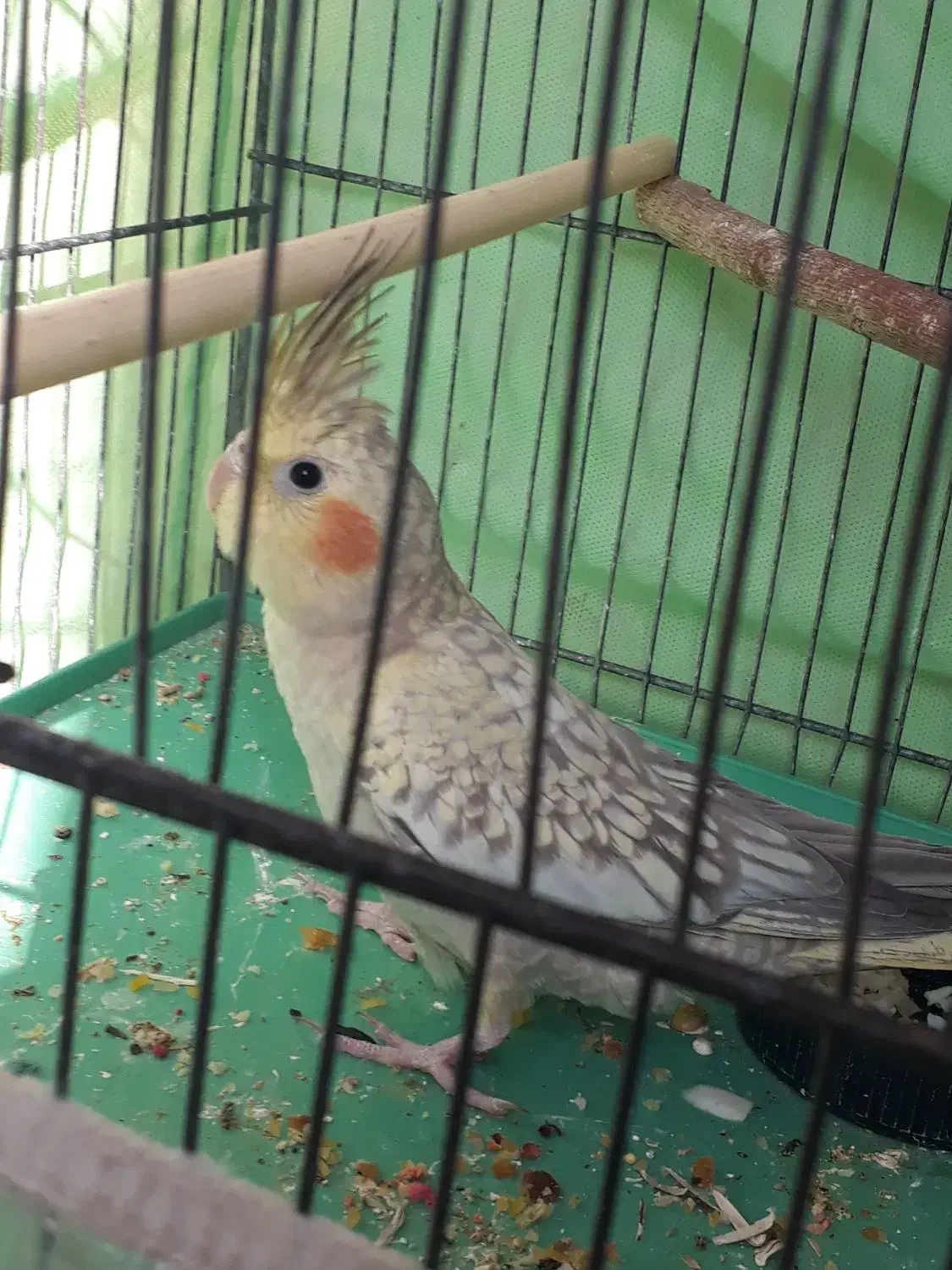 طوطی زیبای عروش هلندی|پرنده|محمدشهر, محمدشهر|دیوار