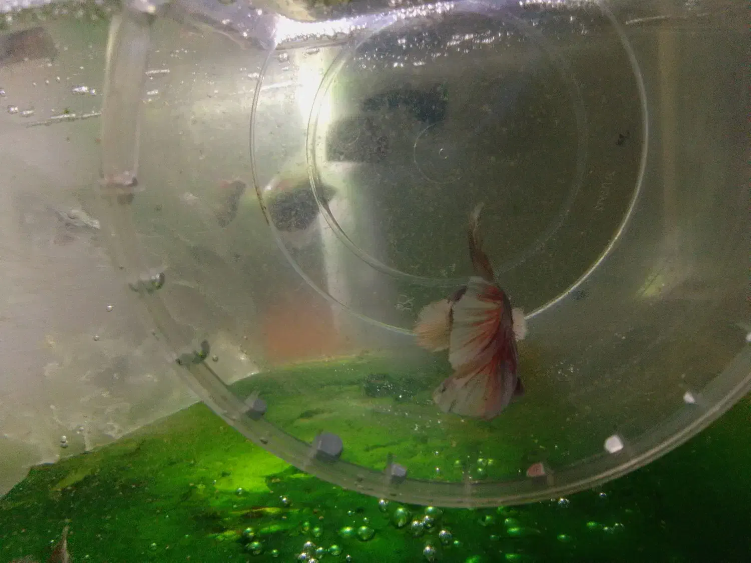 فایتر جنگجو جفتی ۲۲۰ معاوضه با پرنده|ماهی|مشهد, حجاب (شهرک غرب)|دیوار