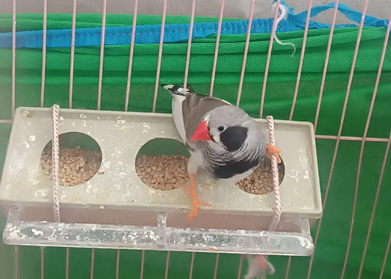 فنچ درجه یک بالغ|پرنده|شیراز, سلطان آباد|دیوار