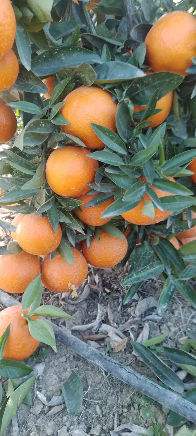 کارگرفوری ازبجنورد ۴نفر خانم واقا|استخدام صنعتی، فنی، مهندسی|آمل, |دیوار