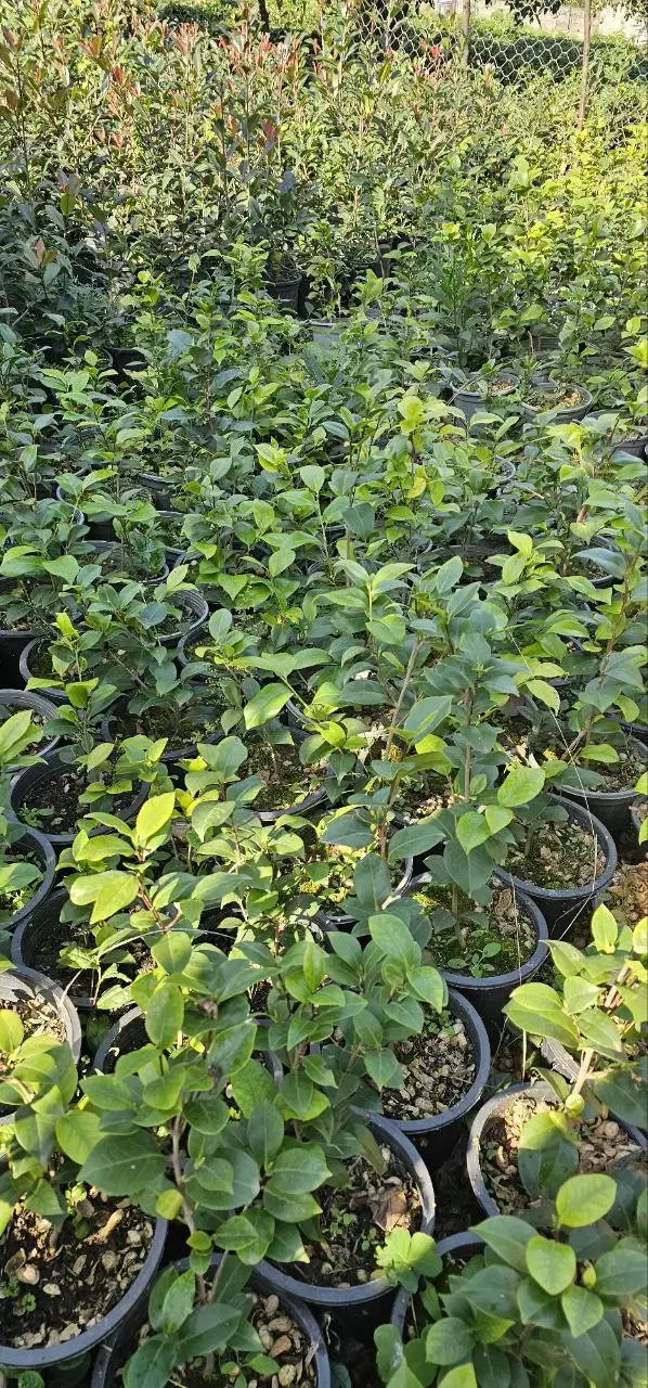 کاملیا|عمدهفروشی|واجارگاه, |دیوار