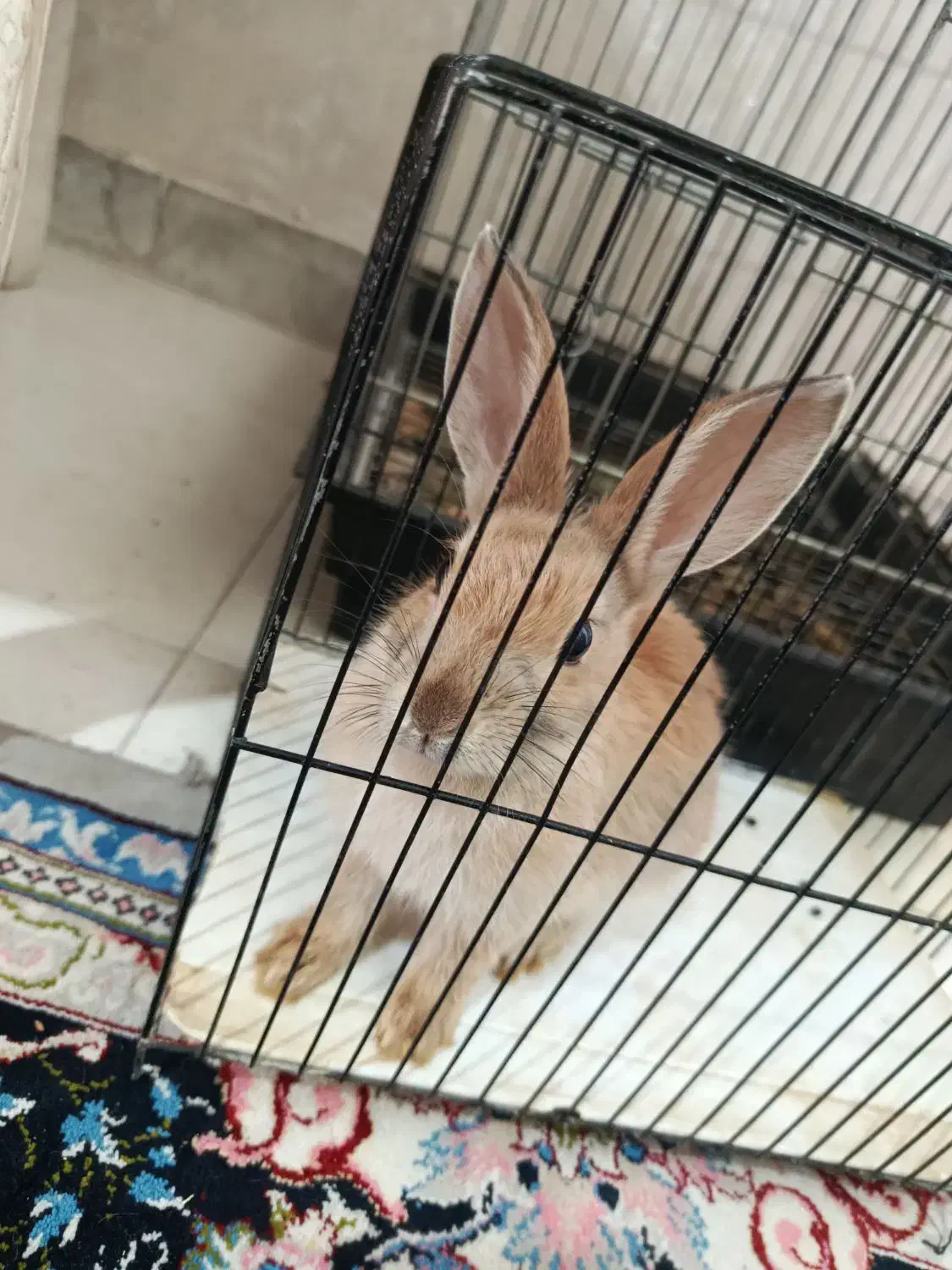 خرگوش مینیاتوری باهوش|موش و خرگوش|تهران, مسعودیه|دیوار