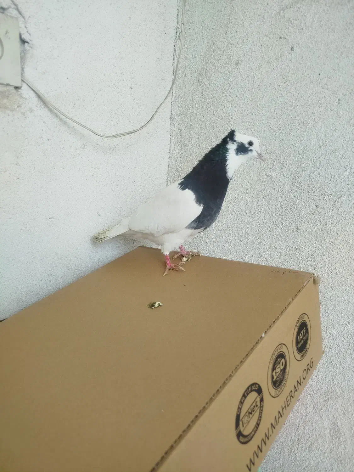 کفتر طوق ماده|پرنده|مرودشت, فرهنگ|دیوار