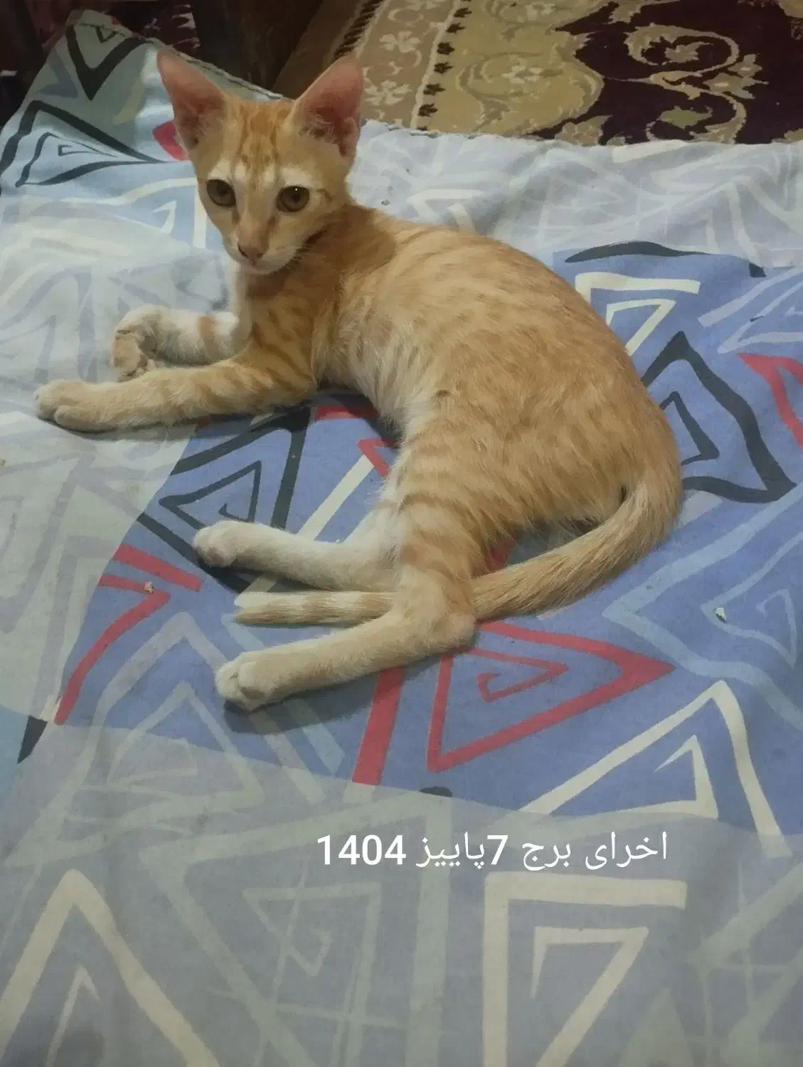 بچه گربه 3ماهه دستی دستی کاملا بی دردسر|گربه|اهواز, آسیاباد|دیوار