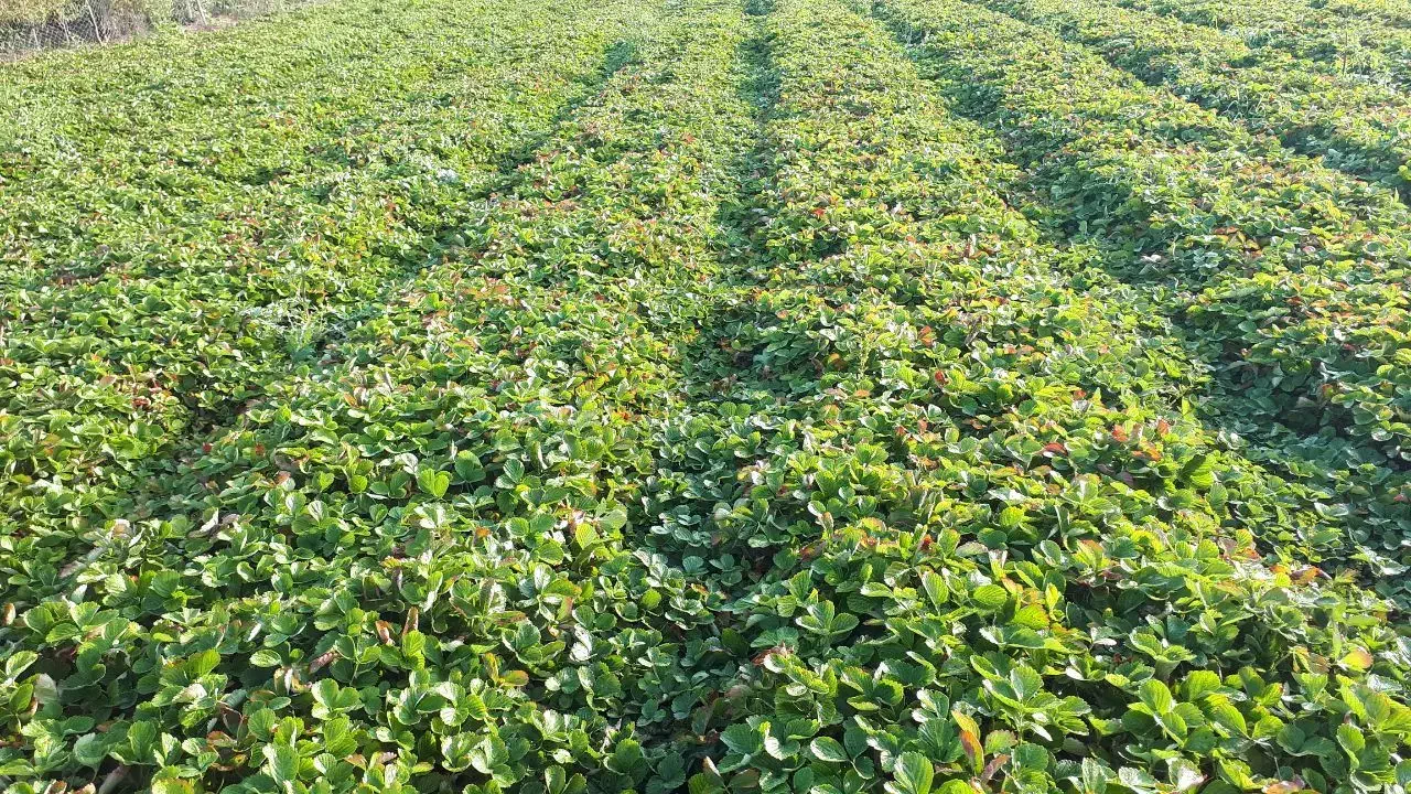 نهال توت فرنگی سابرینا|گل و گیاه طبیعی|دلند, |دیوار