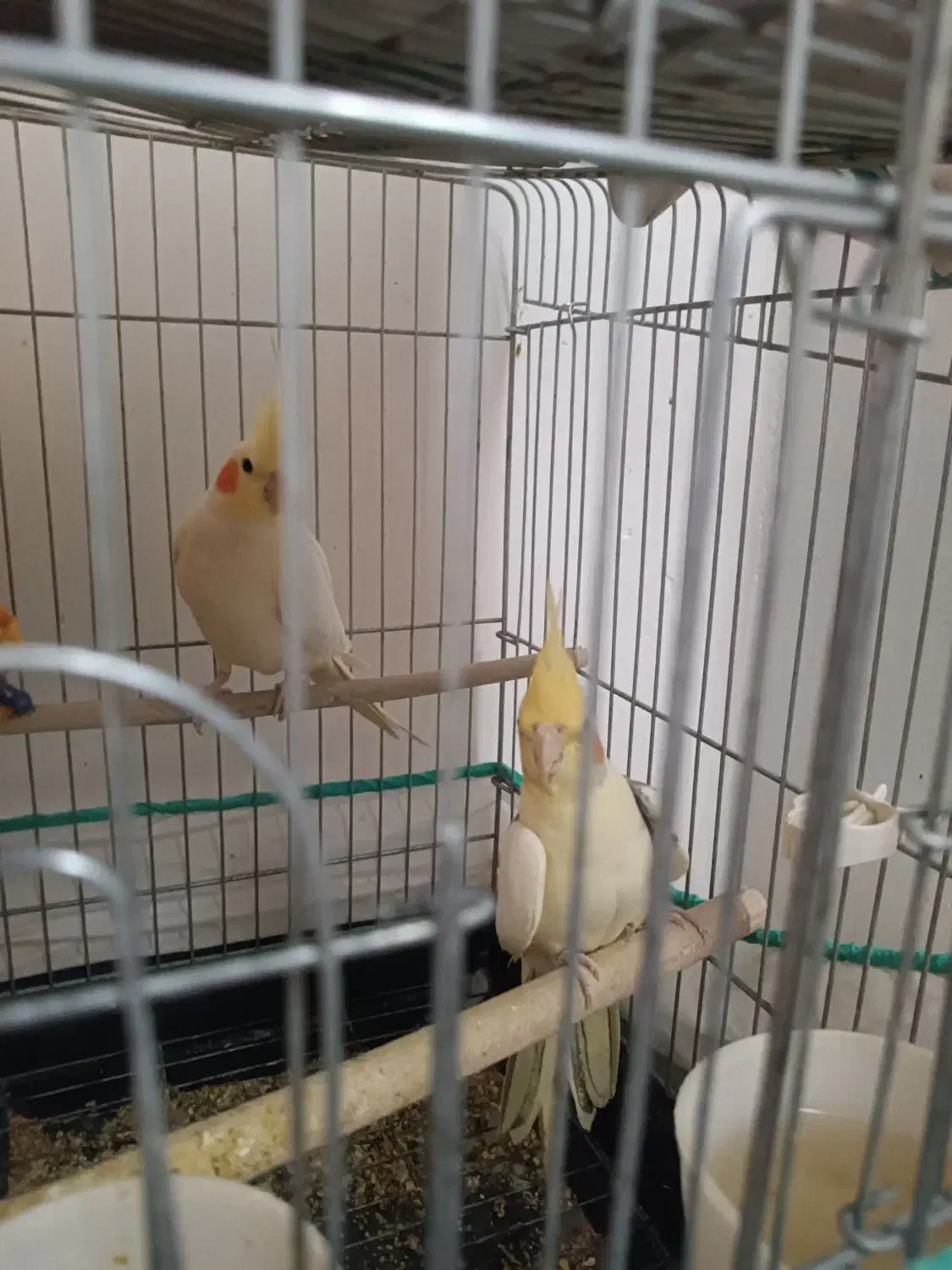 عروس هلندی|پرنده|بهار, |دیوار