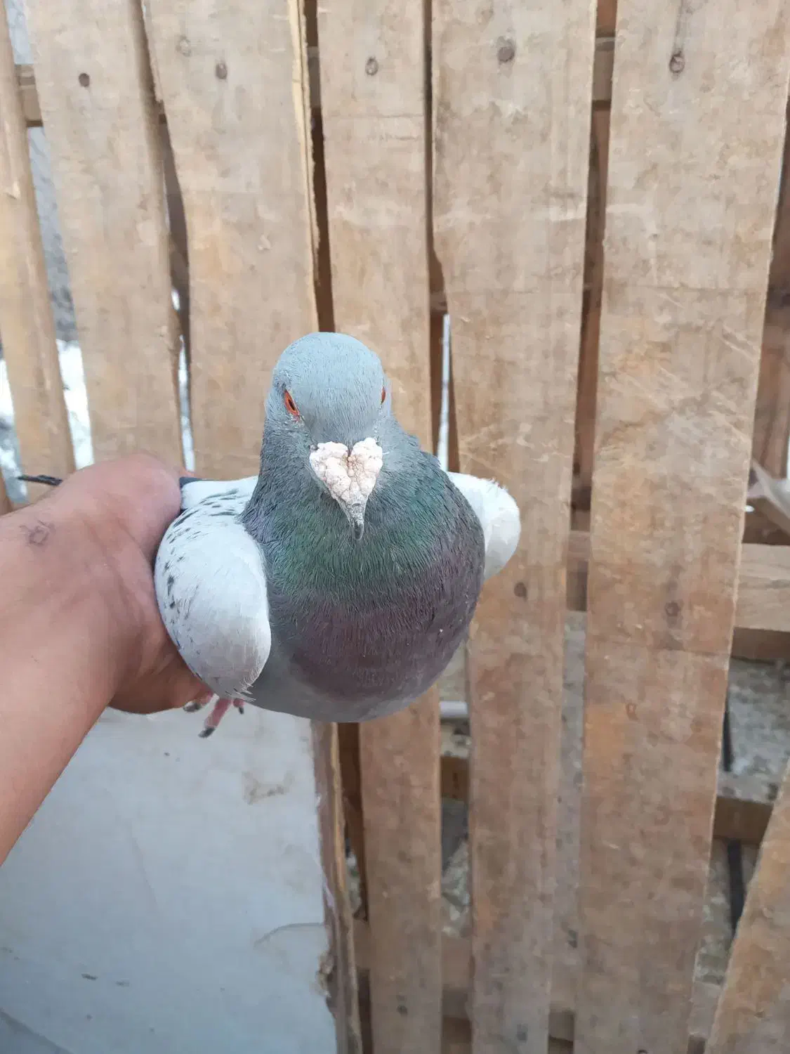 یک جفت کفترسبزومگس|پرنده|زاهدان, |دیوار