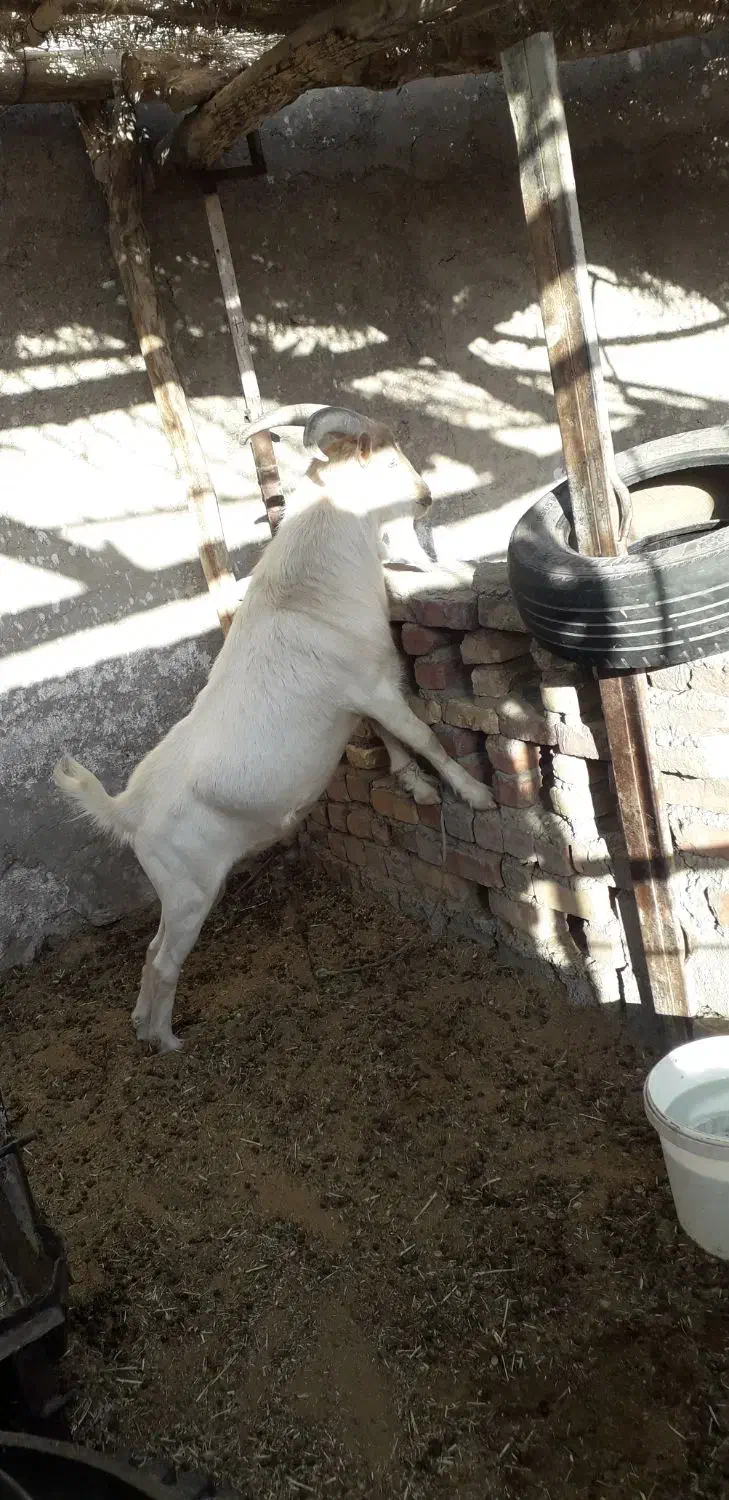 نری سانن|حیوانات مزرعه|زرند, |دیوار