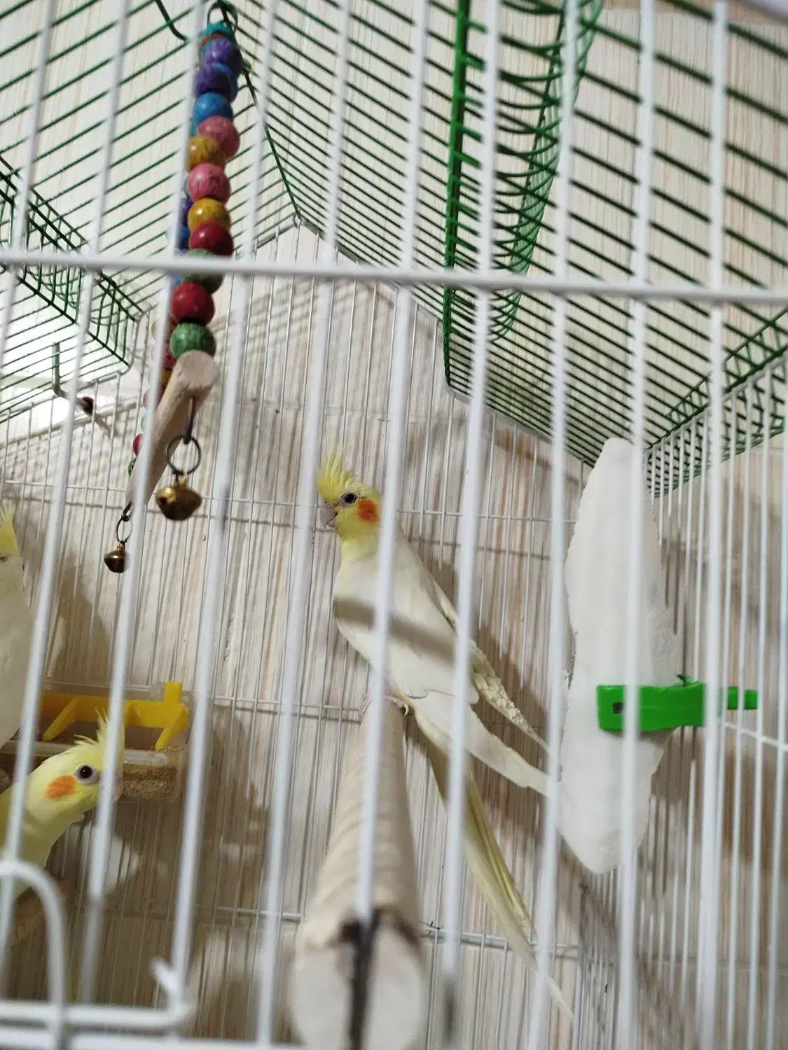 عروس هلندی مولد با جوجه|پرنده|نجفآباد, گلدشت|دیوار