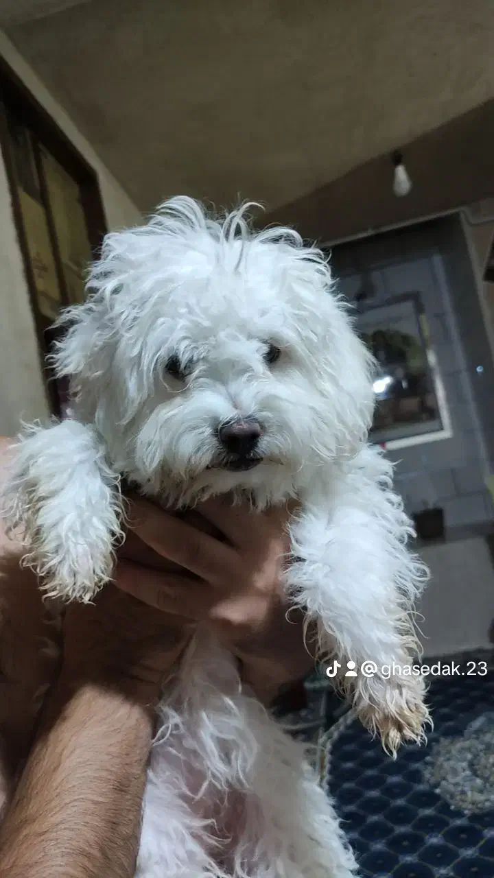 واگذاری|سگ|کردیان, |دیوار