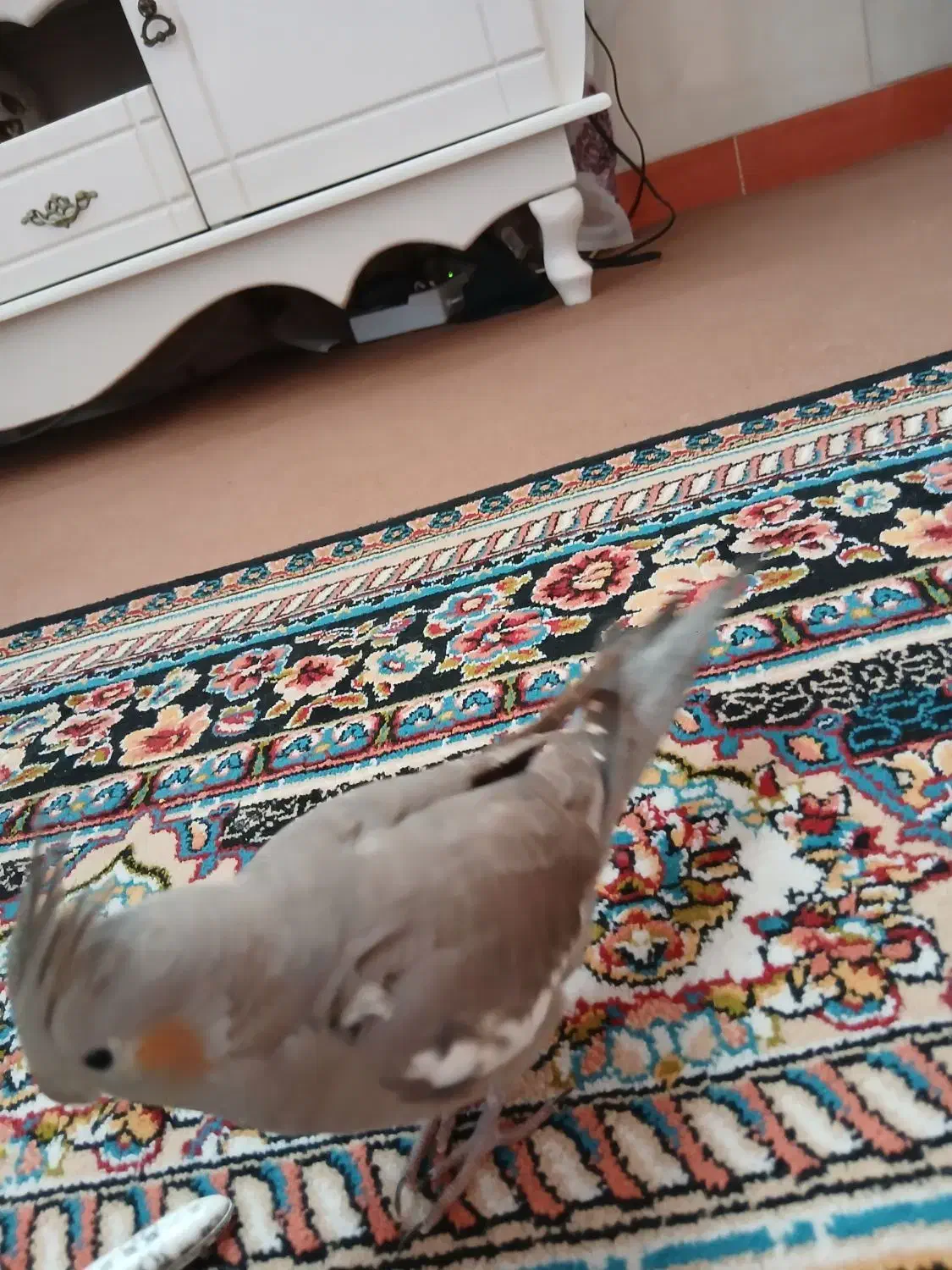 عروس هلندی گمشده|حیوانات|کرمانشاه, |دیوار