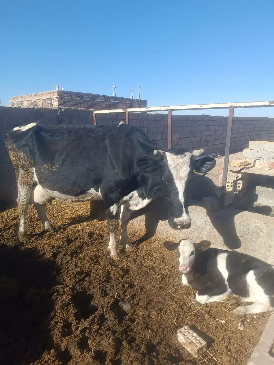 گاوشیری|حیوانات مزرعه|سده (خراسان جنوبی), |دیوار