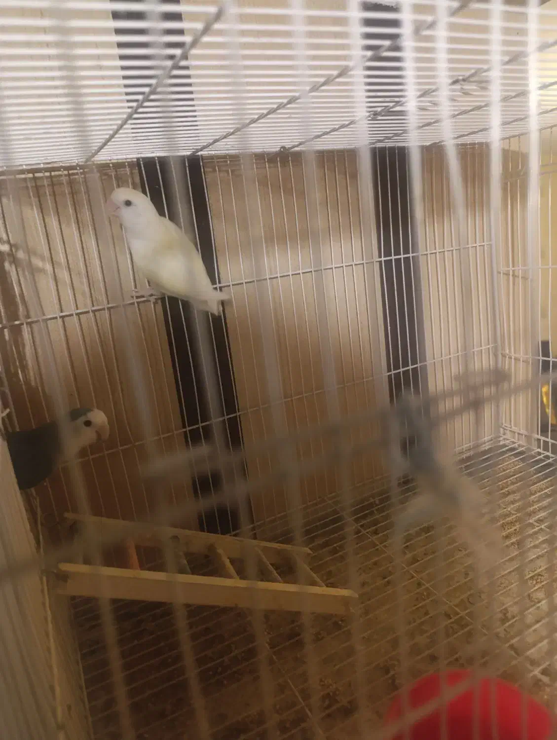 دو تا کوتوله نر و ماده|پرنده|مشهد, امیریه|دیوار