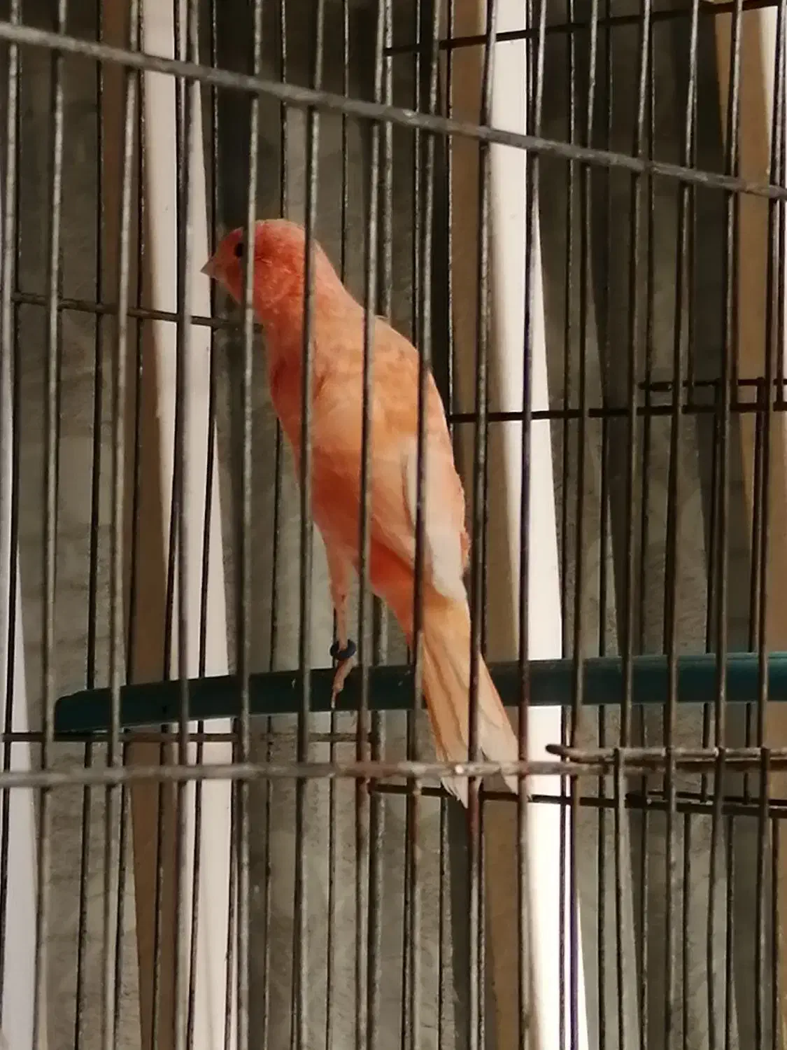 قناری|پرنده|دزفول, |دیوار