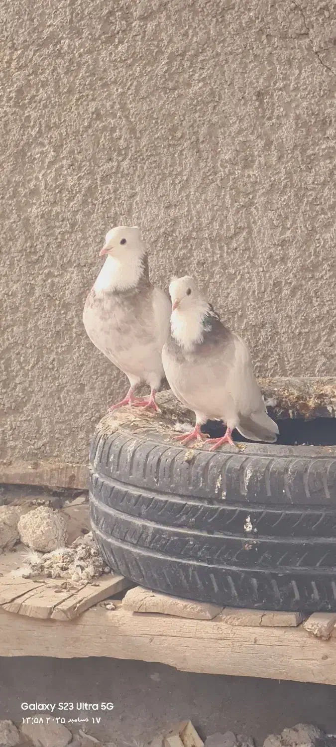 کبوترطوقی|پرنده|سرپل ذهاب, |دیوار