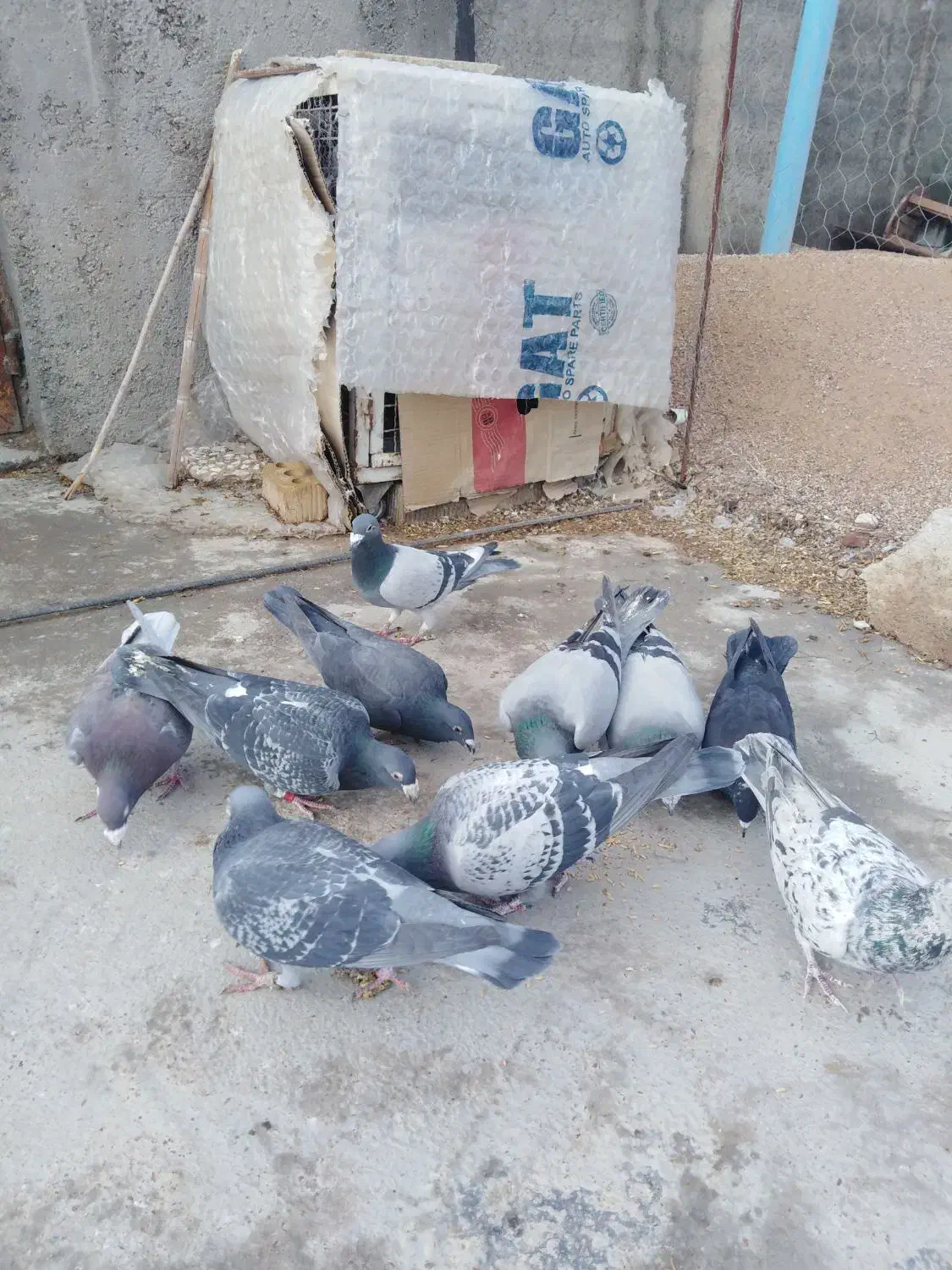 کفتر پلاکی|پرنده|شیراز, گویم|دیوار