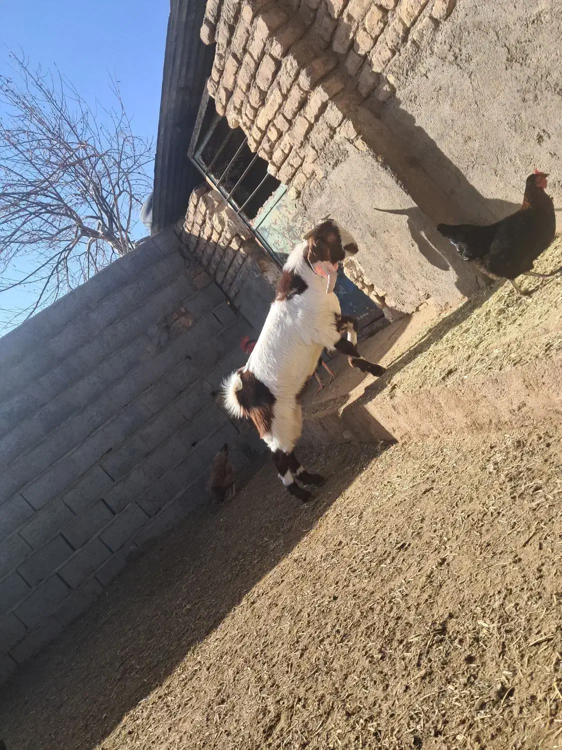 بزغاله نر|حیوانات مزرعه|تربت جام, معدآباد|دیوار