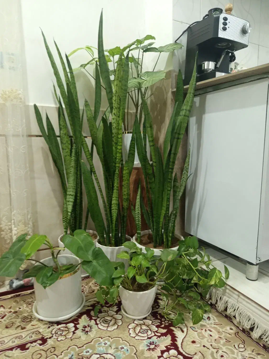 گل طبیعی|گل و گیاه طبیعی|دورود, |دیوار