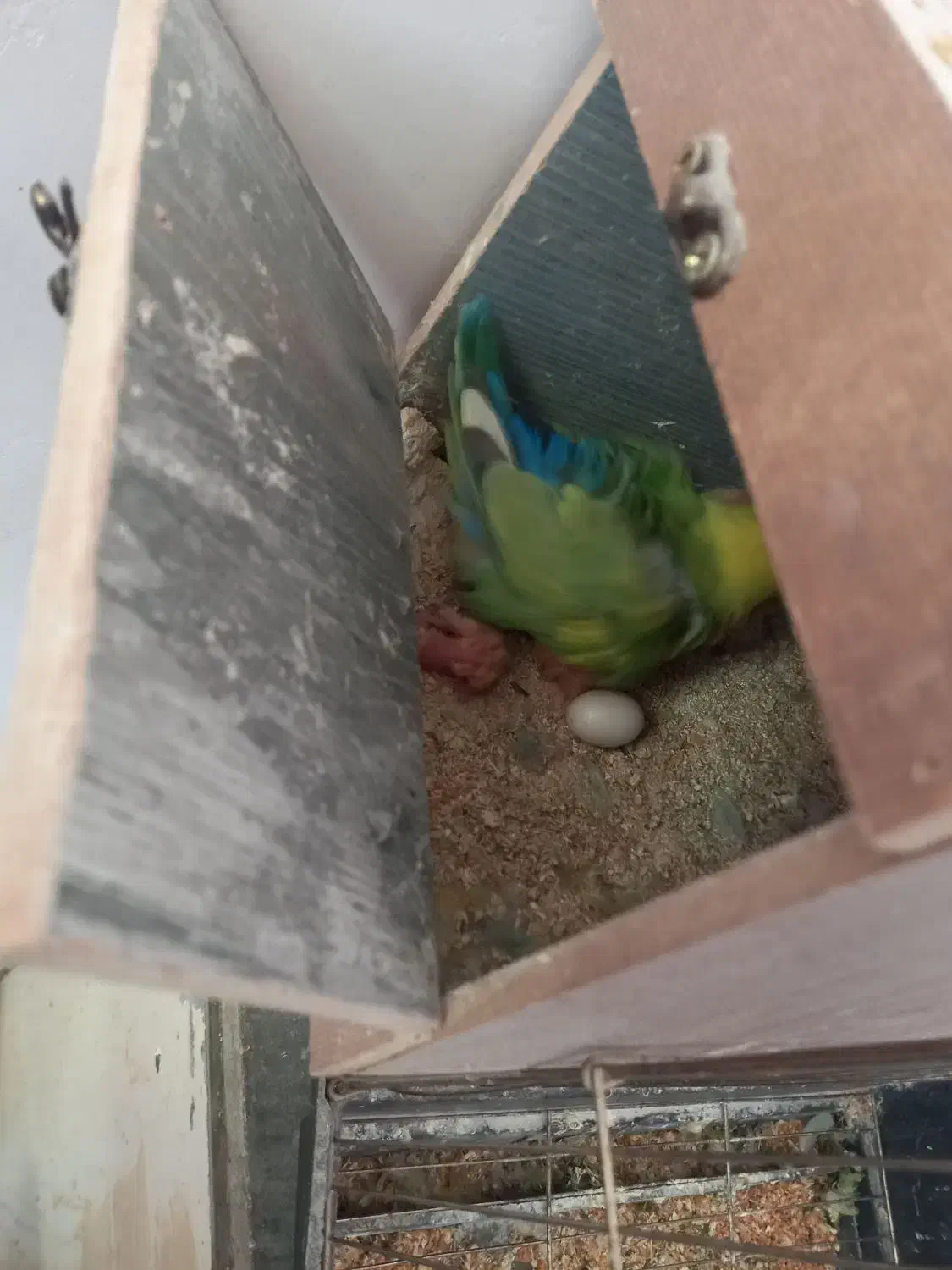 طوطی کوتوله|پرنده|باغستان, |دیوار