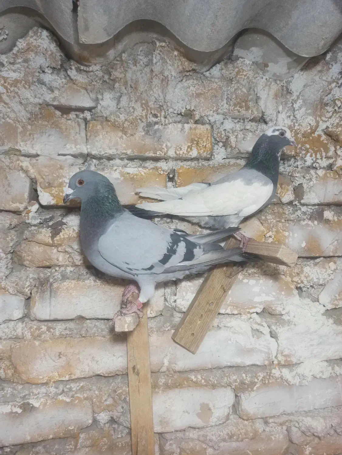 نر و ماده سوز و پلنگ سوز و ماده پلنگ سیاه|پرنده|کازرون, |دیوار