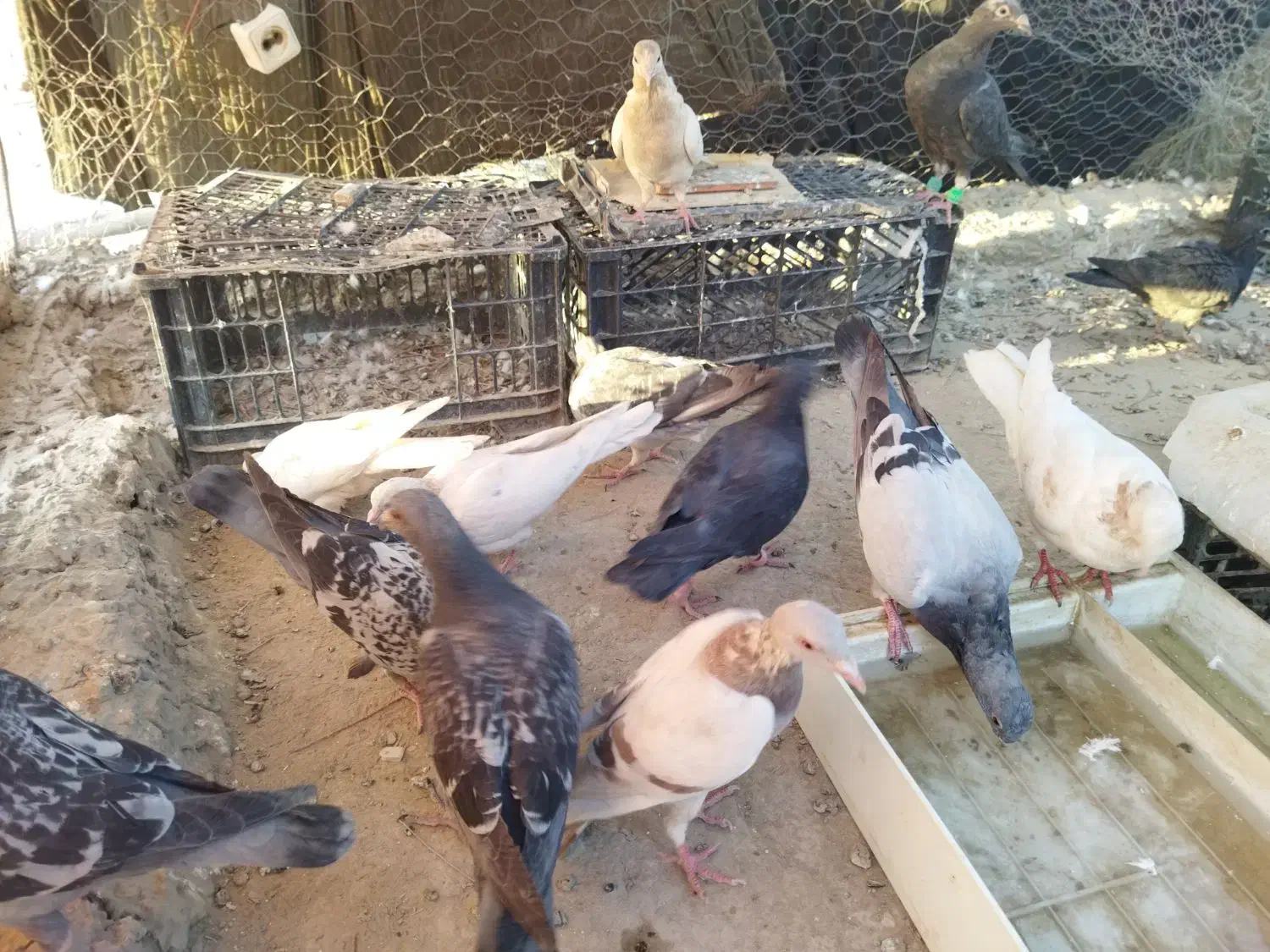 13 عدد کبوتر بفروش می رسد|پرنده|زهک, |دیوار