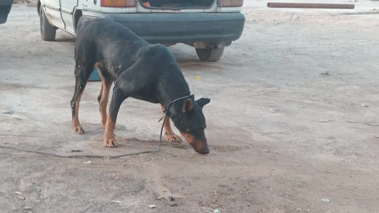 سگ دبرمن|سگ|رفسنجان, |دیوار