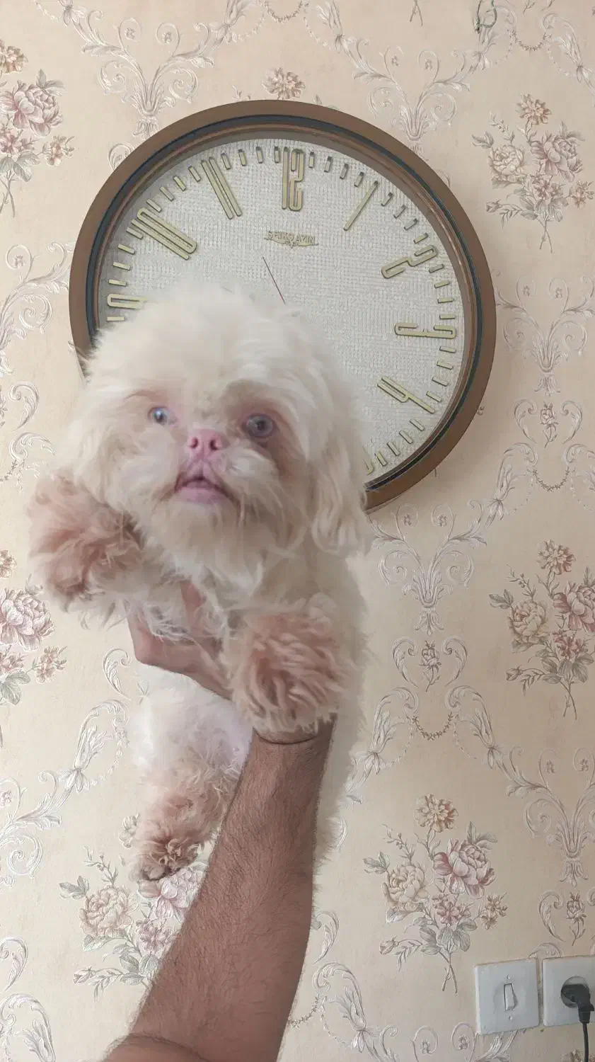 سگ کوچولوی مالتیز بامزه خانگی|سگ|شیراز, گلشن|دیوار