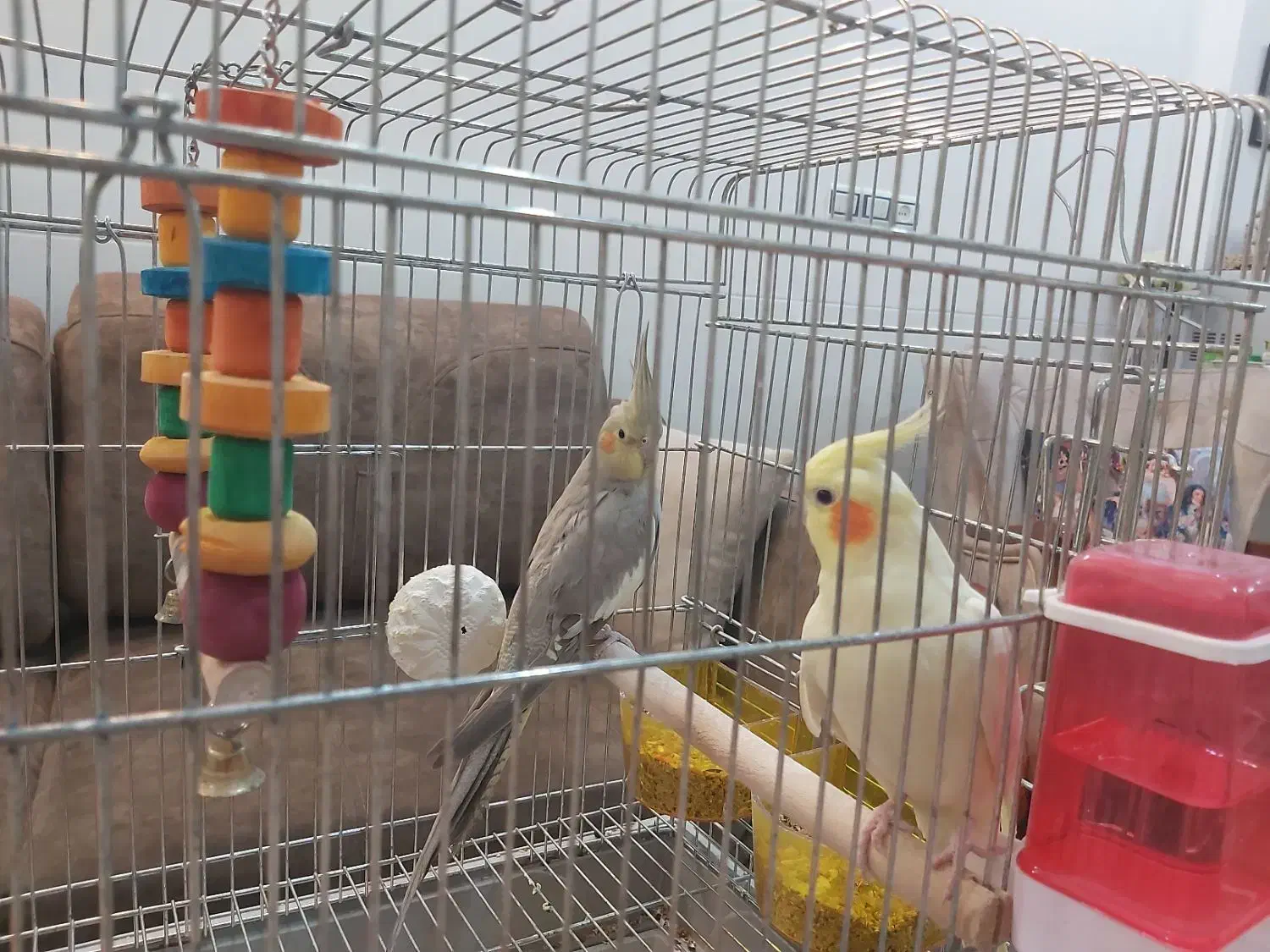 عروس هلندی|پرنده|یزد, |دیوار