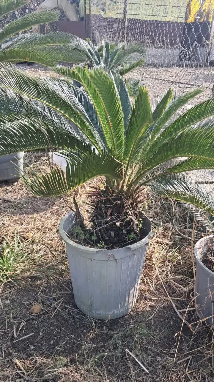 سیکاس|گل و گیاه طبیعی|نشتارود, |دیوار