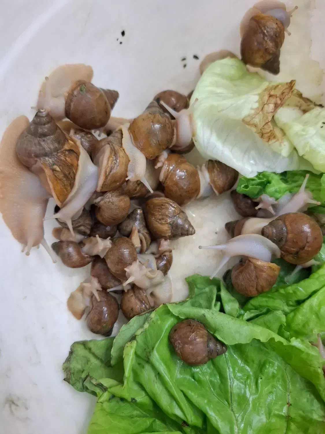 حلزون|خزنده|مشهد, یوسفیه (شهرک غرب)|دیوار