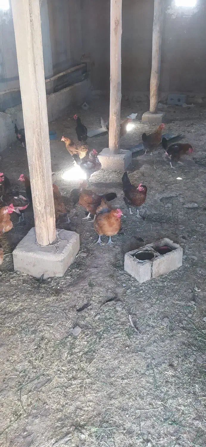 مرغ تخم گذار محلی|حیوانات مزرعه|عجب شیر, |دیوار