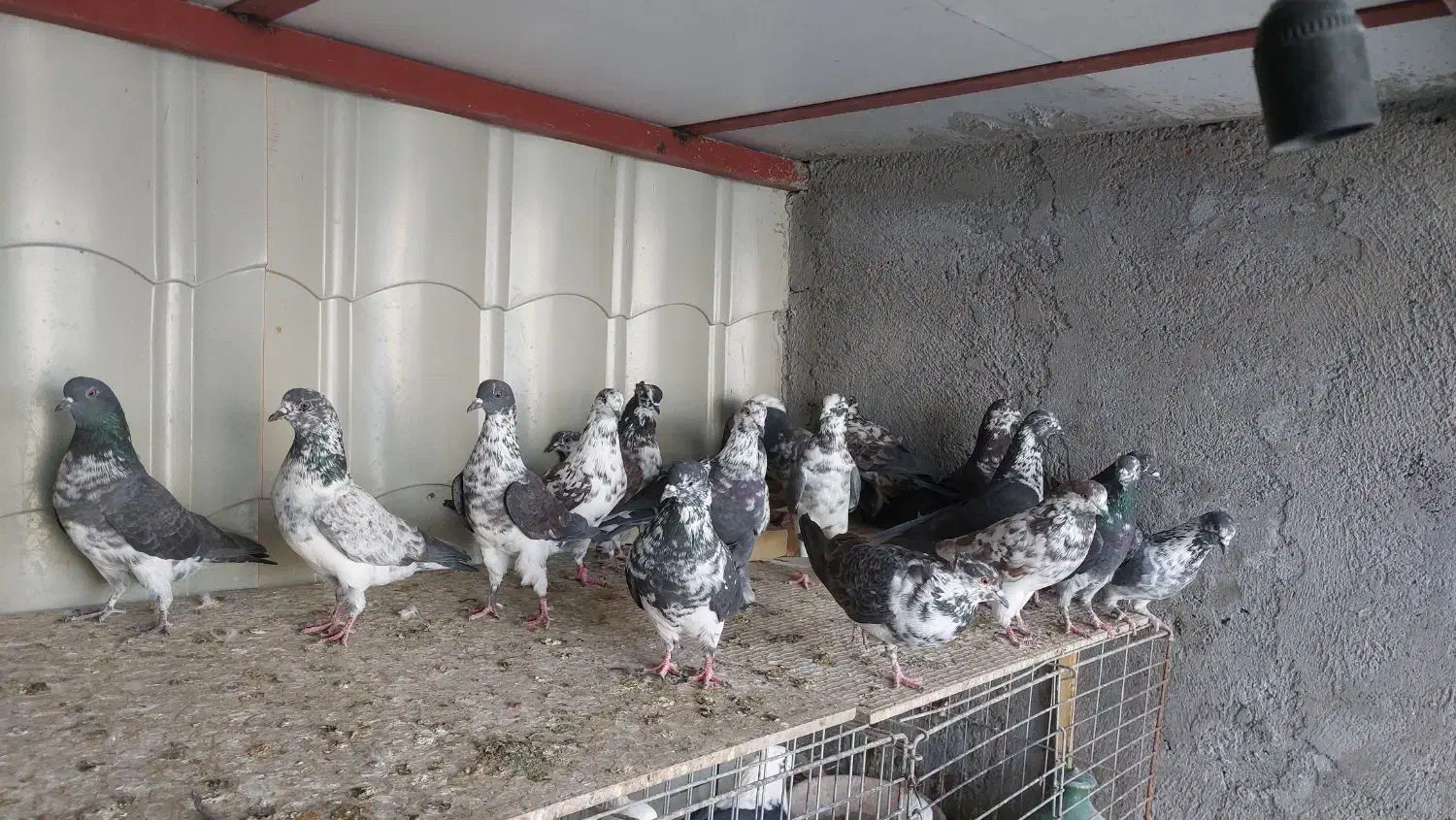 قاره های ناب|پرنده|آران و بیدگل, |دیوار