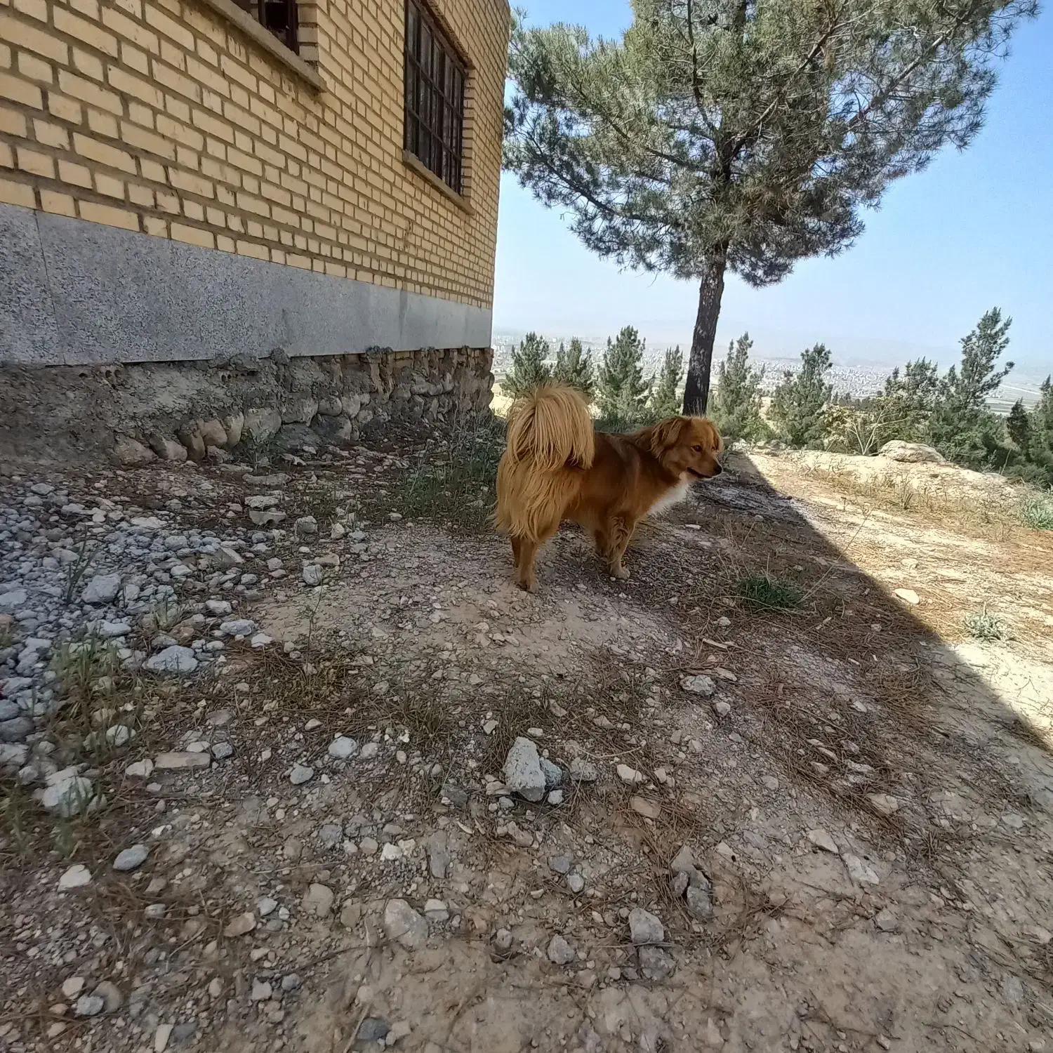 گمشده|حیوانات|بجنورد, |دیوار