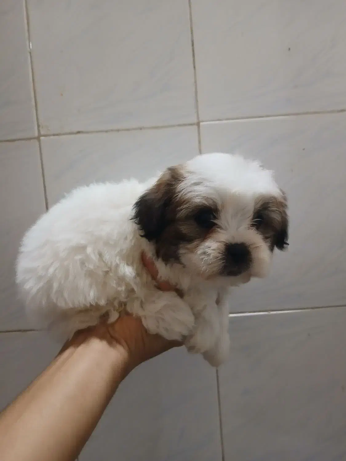 شیتزو تریر|سگ|پاکدشت, پاکدشت (مامازند)|دیوار