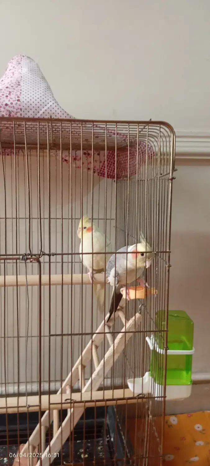 دو عدد عروس هلندی|پرنده|پاکدشت, پاکدشت (مامازند)|دیوار