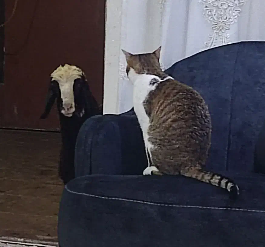 گربه واگذاری|گربه|دزفول, |دیوار