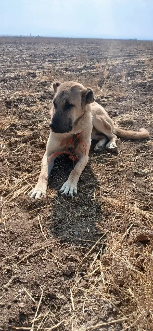 توله سرابی نر ماده نسل دار|سگ|لالجین, |دیوار