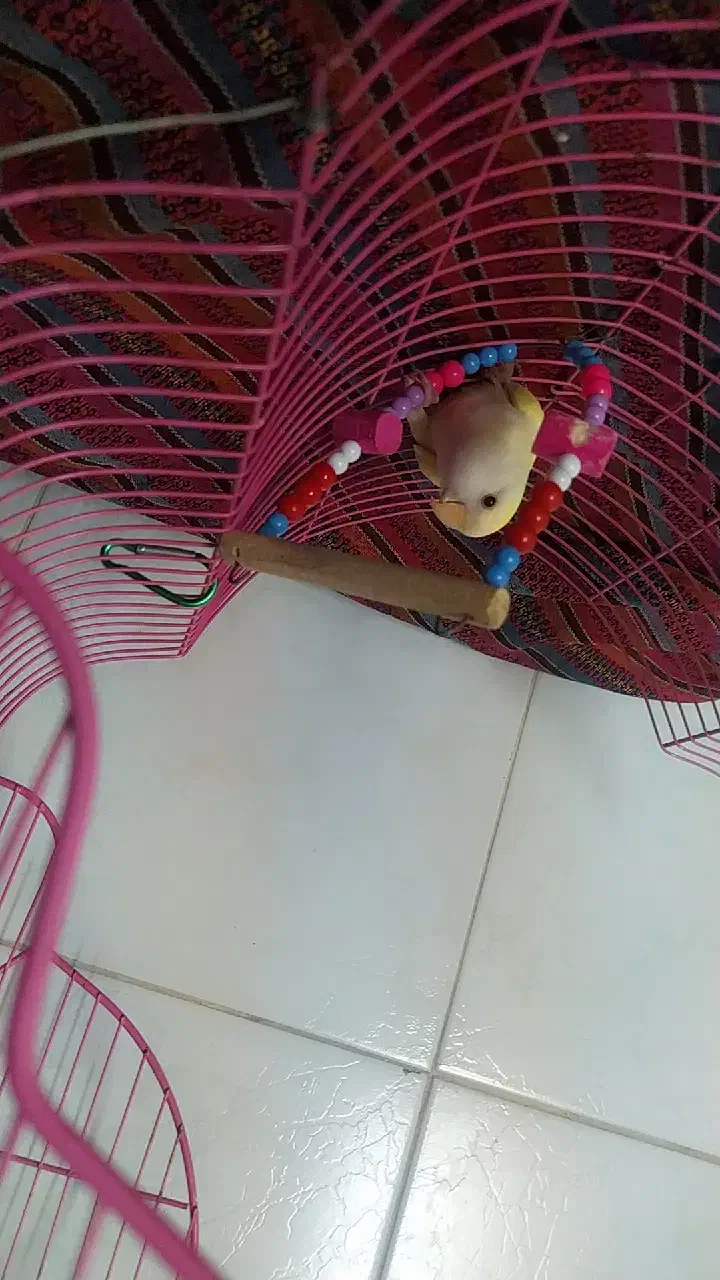 کوتوله برزیلی|پرنده|گرگان, |دیوار