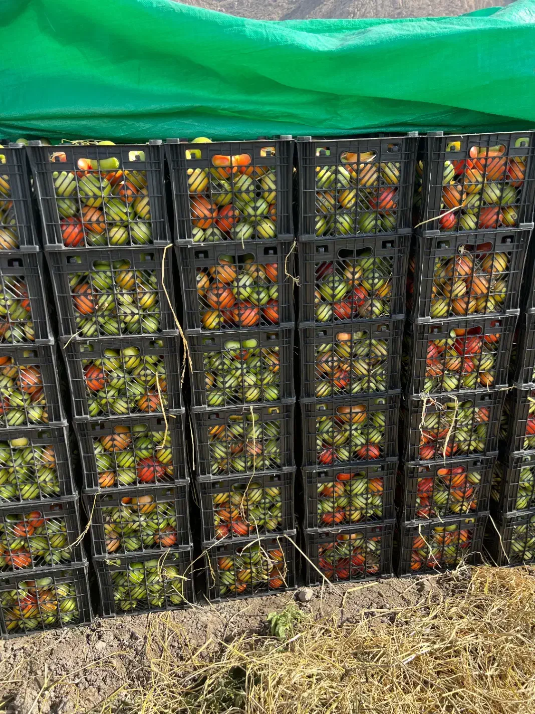 ۶۰ تن گوجه|عمدهفروشی|درودزن, |دیوار