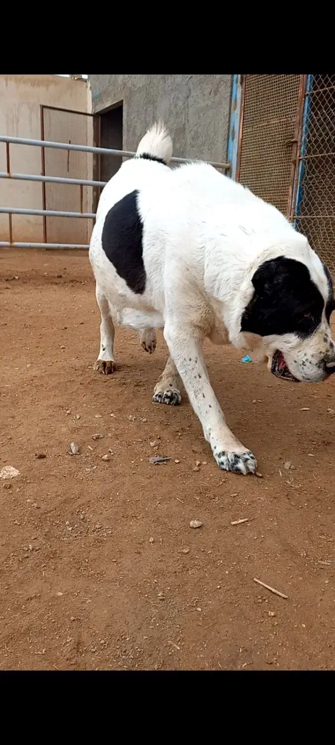 واگزای سگ لاس|سگ|برخوار, |دیوار