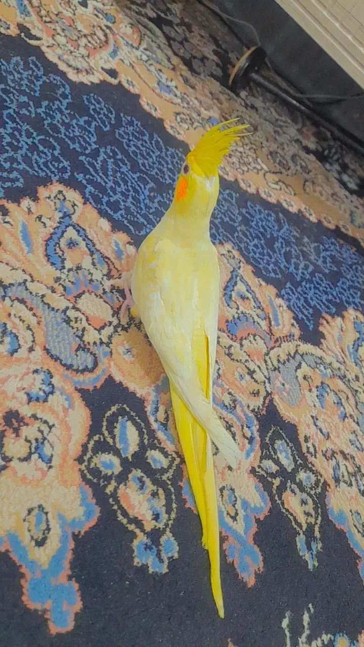 طوطی عروس هلندی دستی|پرنده|شوشتر, |دیوار